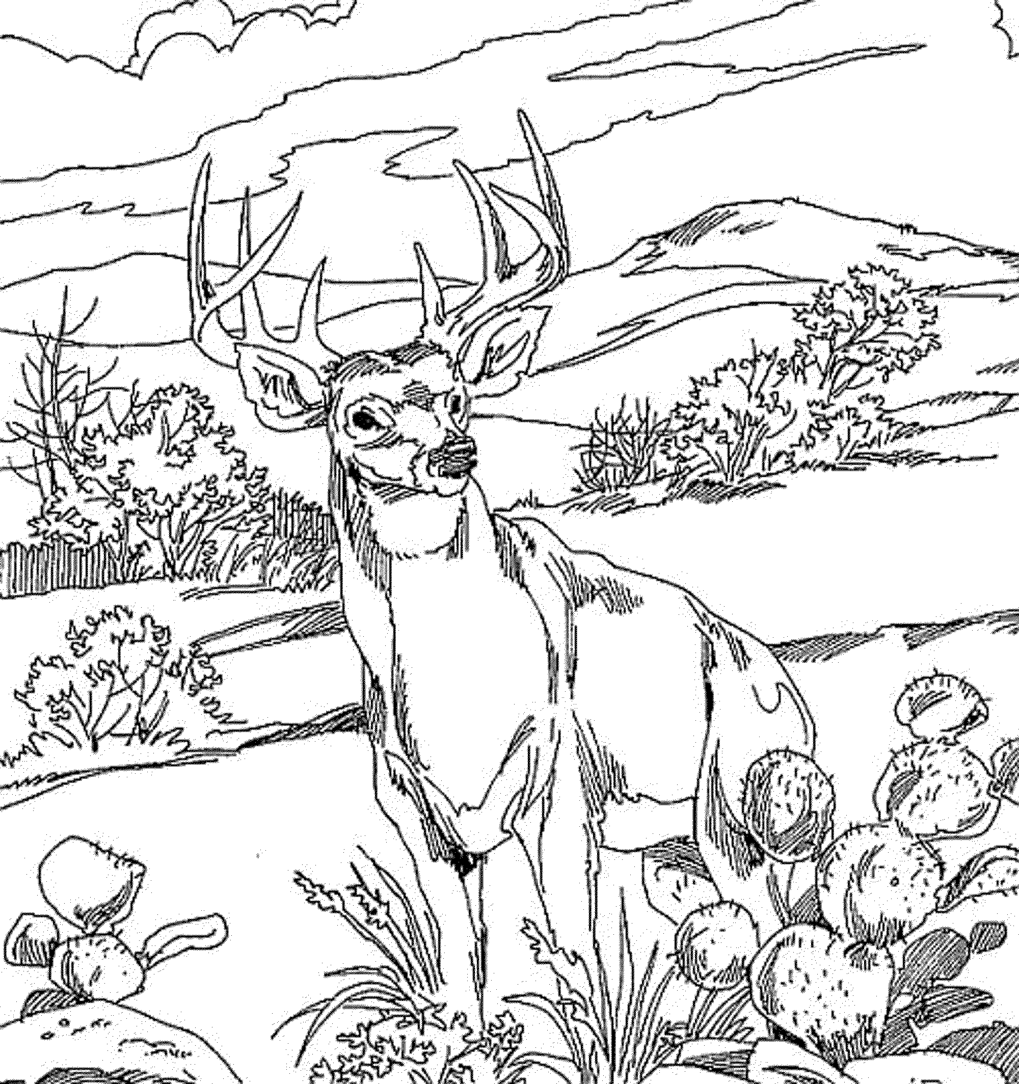 Dessin à colorier: Forêt (Nature) #157212 - Coloriages à Imprimer Gratuits