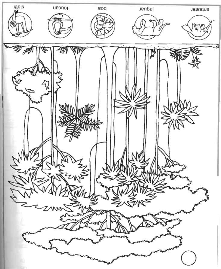 Dessin à colorier: Forêt (Nature) #157251 - Coloriages à Imprimer Gratuits