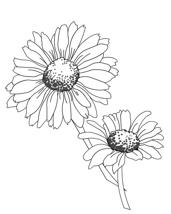 Dessin à colorier: Marguerite (Nature) #161445 - Coloriages à Imprimer Gratuits