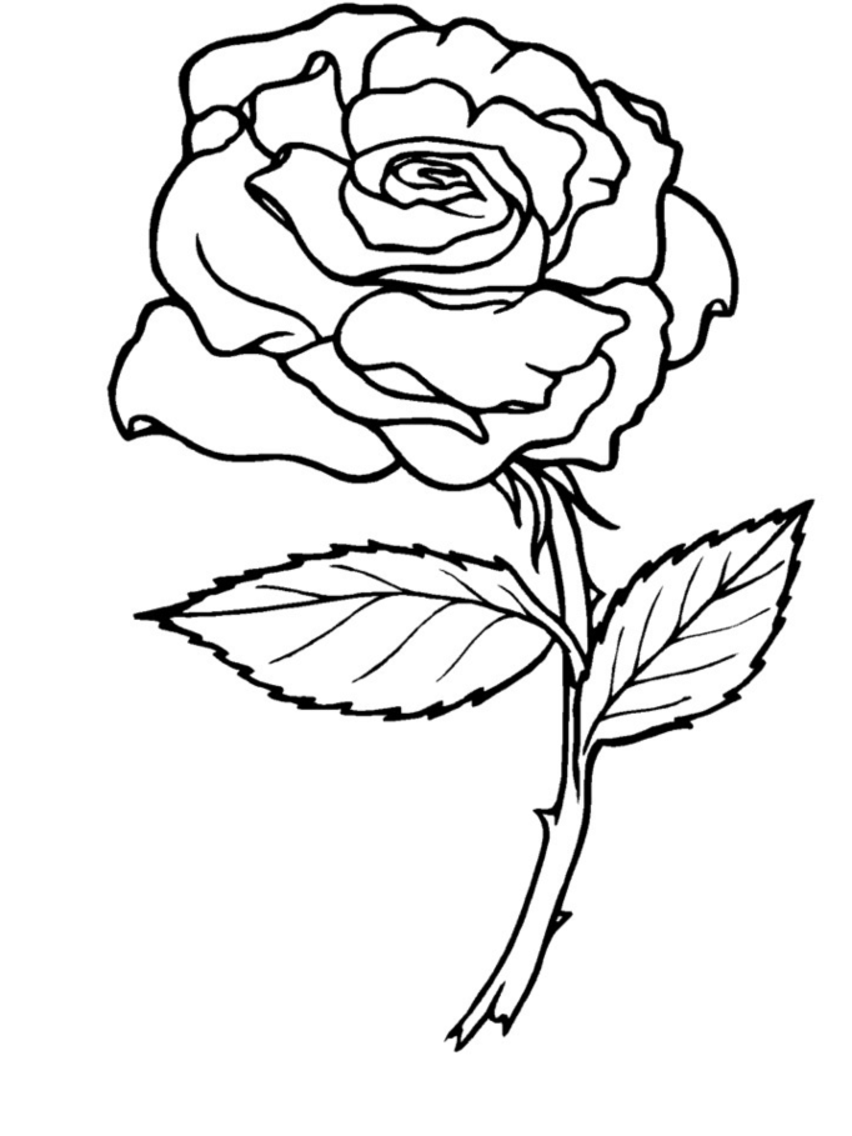 Dessin à colorier: Roses (Nature) #161864 - Coloriages à Imprimer Gratuits