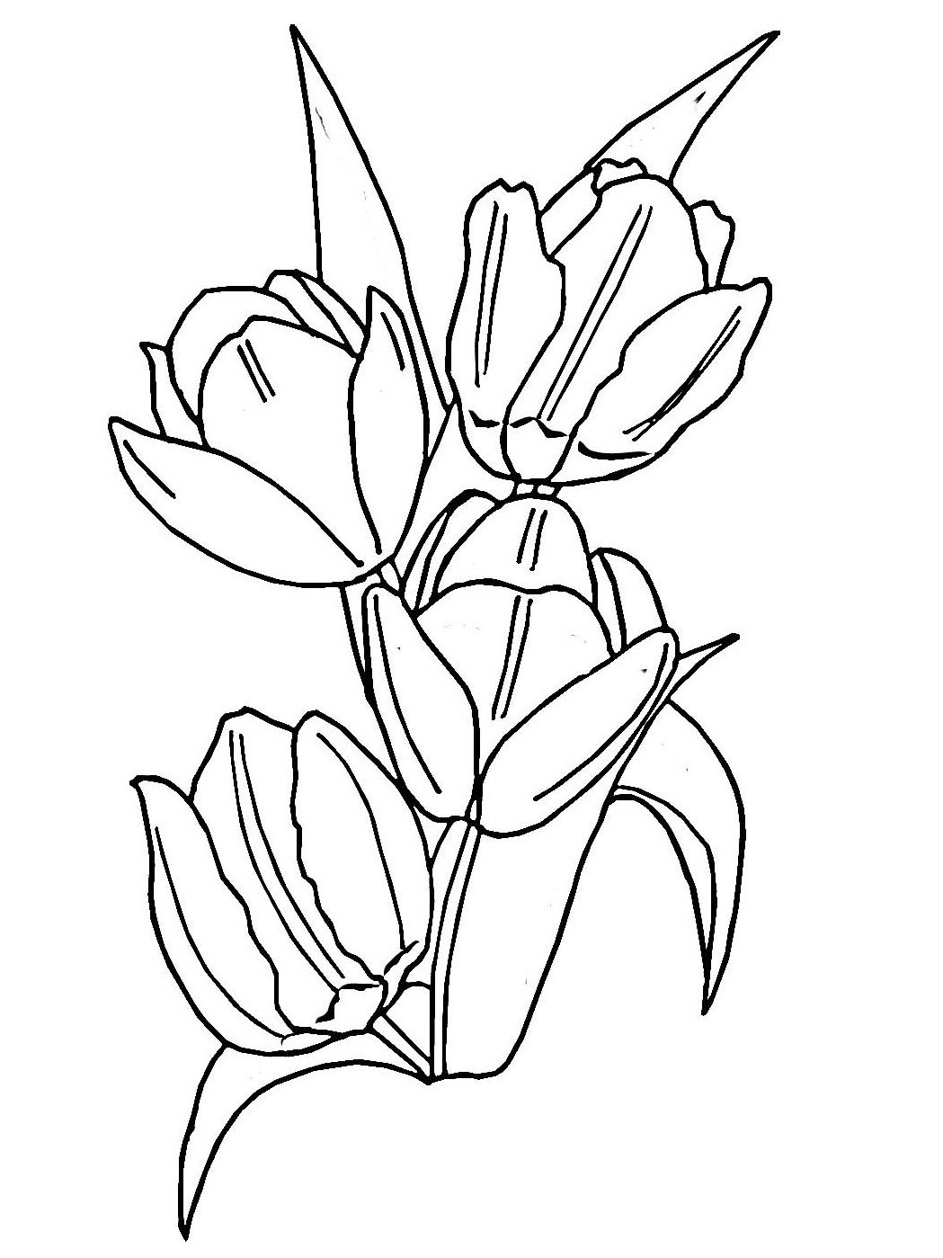 Dessin à colorier: Tulipe (Nature) #161636 - Coloriages à Imprimer Gratuits