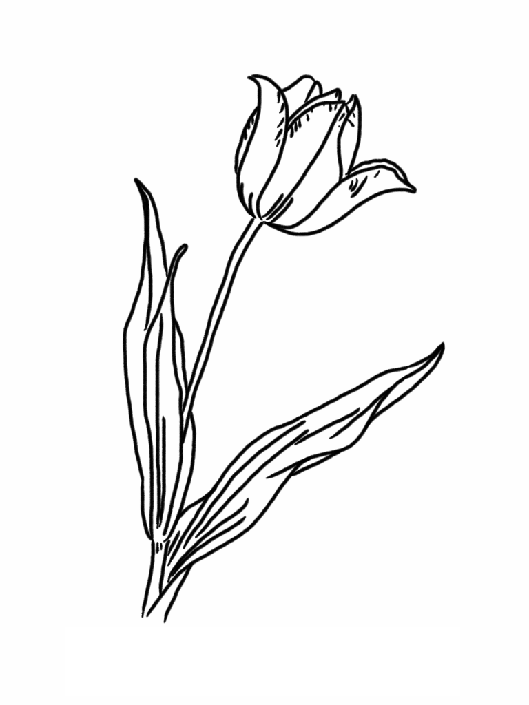 Dessin à colorier: Tulipe (Nature) #161641 - Coloriages à Imprimer Gratuits