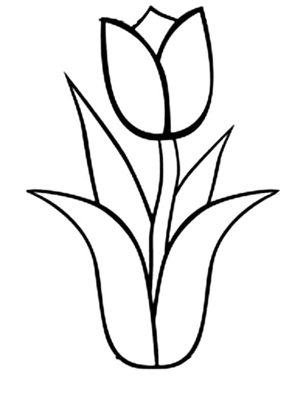 Dessin à colorier: Tulipe (Nature) #161652 - Coloriages à Imprimer Gratuits