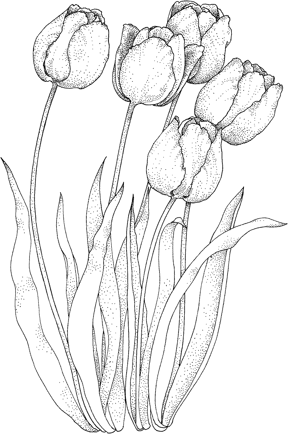 Dessin à colorier: Tulipe (Nature) #161658 - Coloriages à Imprimer Gratuits