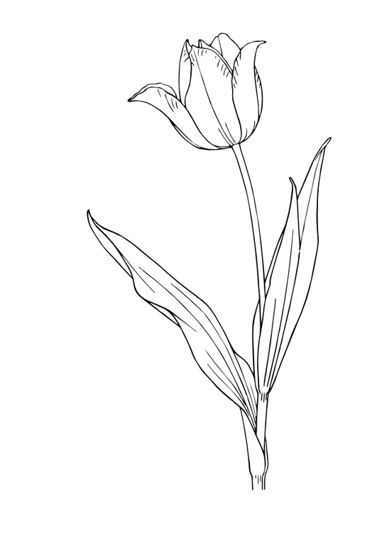 Dessin à colorier: Tulipe (Nature) #161678 - Coloriages à Imprimer Gratuits