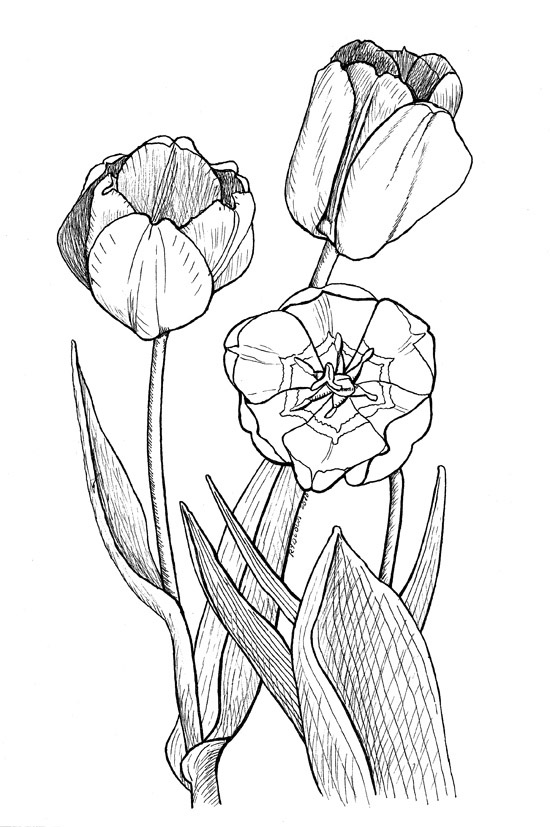 Dessin à colorier: Tulipe (Nature) #161692 - Coloriages à Imprimer Gratuits