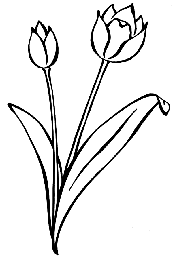 Dessin à colorier: Tulipe (Nature) #161697 - Coloriages à Imprimer Gratuits