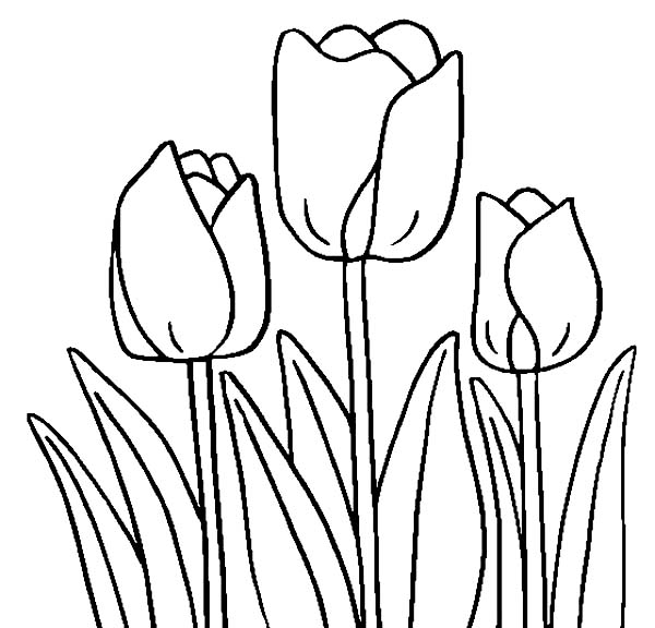 Dessin à colorier: Tulipe (Nature) #161701 - Coloriages à Imprimer Gratuits