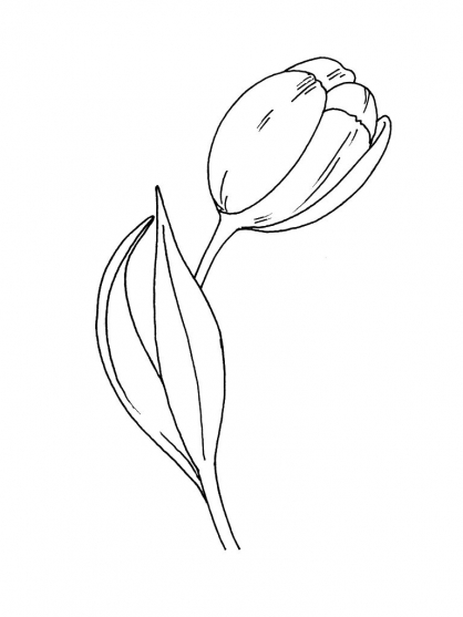 Dessin à colorier: Tulipe (Nature) #161732 - Coloriages à Imprimer Gratuits