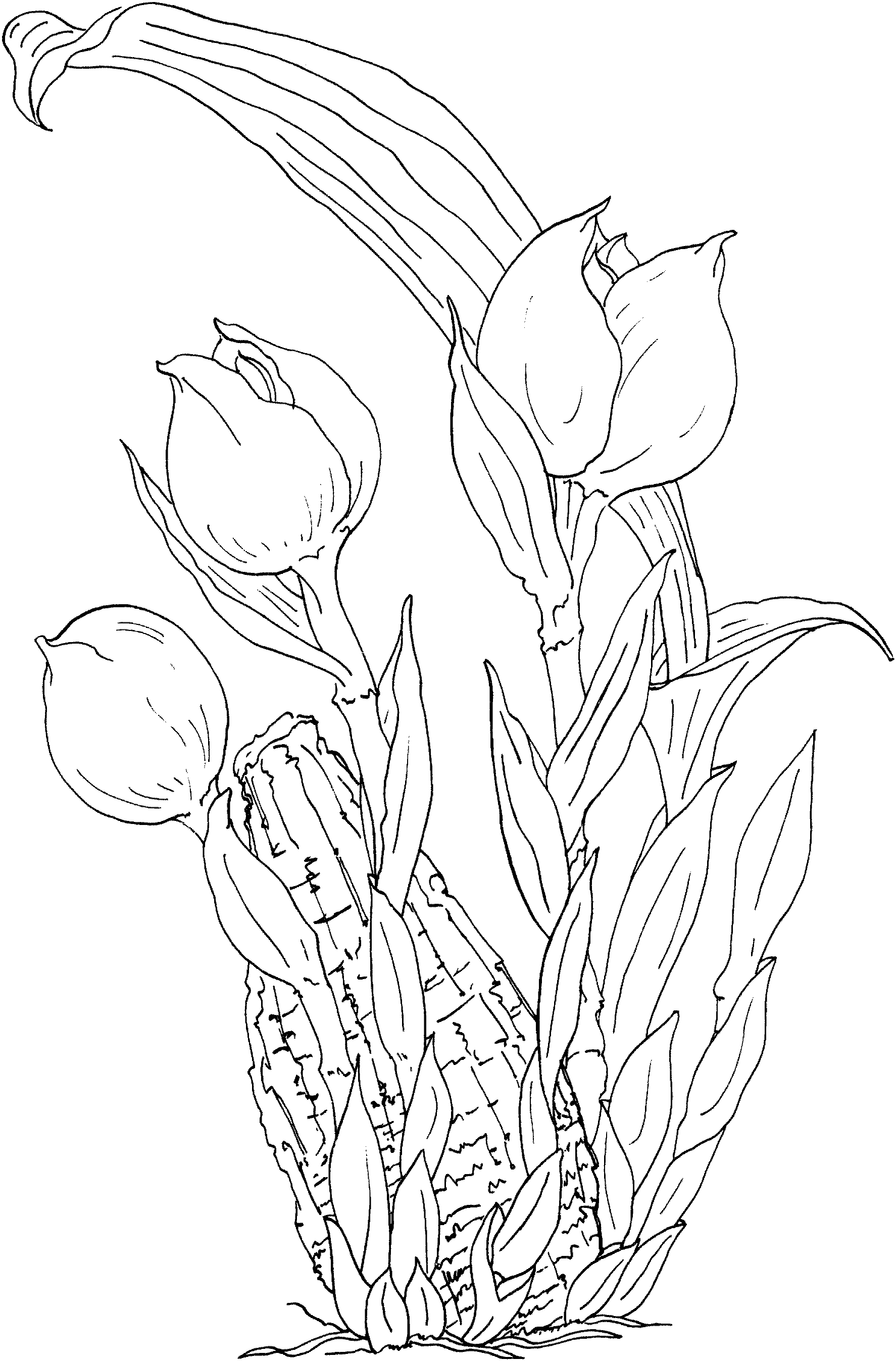 Dessin à colorier: Tulipe (Nature) #161737 - Coloriages à Imprimer Gratuits