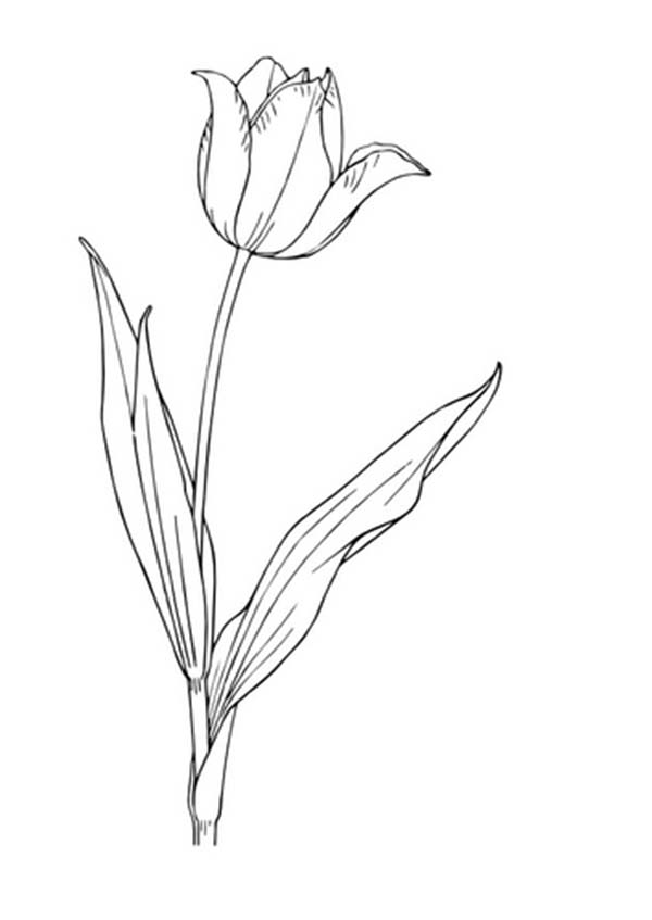 Dessin à colorier: Tulipe (Nature) #161787 - Coloriages à Imprimer Gratuits