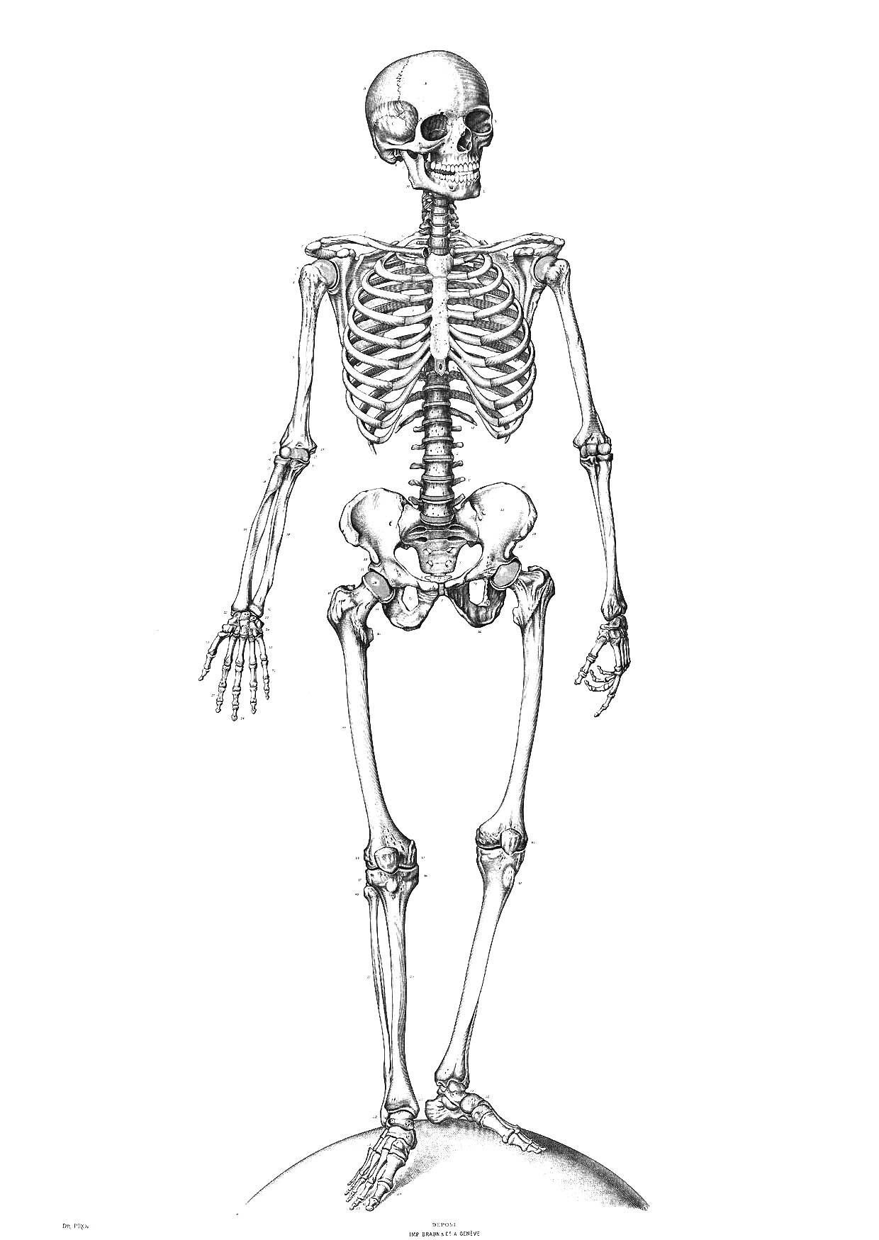 Dessin à colorier: Squelette (Personnages) #147410 - Coloriages à Imprimer Gratuits