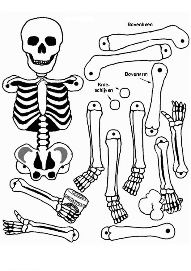 Dessin à colorier: Squelette (Personnages) #147419 - Coloriages à Imprimer Gratuits