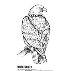 Dessin à colorier: Aigle (Animaux) #297 - Coloriages à Imprimer Gratuits