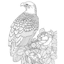 Dessin à colorier: Aigle (Animaux) #304 - Coloriages à Imprimer Gratuits