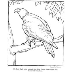 Dessin à colorier: Aigle (Animaux) #362 - Coloriages à Imprimer Gratuits