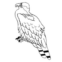 Dessin à colorier: Aigle (Animaux) #373 - Coloriages à Imprimer Gratuits