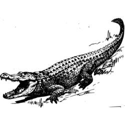 Dessin à colorier: Alligator (Animaux) #456 - Coloriages à Imprimer Gratuits