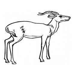 Dessin à colorier: Antilope (Animaux) #22582 - Coloriages à Imprimer Gratuits