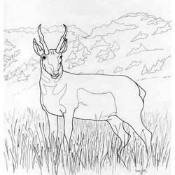 Dessin à colorier: Antilope (Animaux) #22586 - Coloriages à Imprimer Gratuits