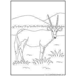 Dessin à colorier: Antilope (Animaux) #22587 - Coloriages à Imprimer Gratuits