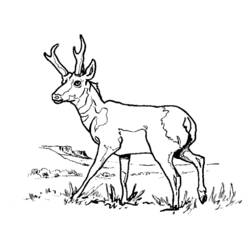 Dessin à colorier: Antilope (Animaux) #22588 - Coloriages à Imprimer Gratuits
