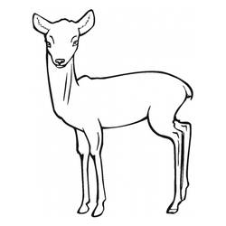 Dessin à colorier: Antilope (Animaux) #22595 - Coloriages à Imprimer Gratuits