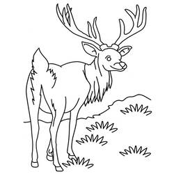 Dessin à colorier: Antilope (Animaux) #22603 - Coloriages à Imprimer Gratuits
