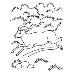 Dessin à colorier: Antilope (Animaux) #22607 - Coloriages à Imprimer Gratuits
