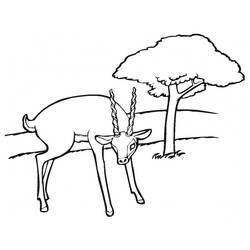 Dessin à colorier: Antilope (Animaux) #22611 - Coloriages à Imprimer Gratuits