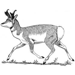 Dessin à colorier: Antilope (Animaux) #22614 - Coloriages à Imprimer Gratuits