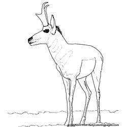 Dessin à colorier: Antilope (Animaux) #22621 - Coloriages à Imprimer Gratuits