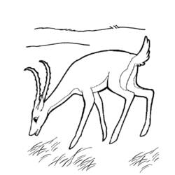 Dessin à colorier: Antilope (Animaux) #22633 - Coloriages à Imprimer Gratuits