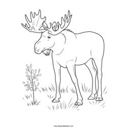Dessin à colorier: Antilope (Animaux) #22644 - Coloriages à Imprimer Gratuits