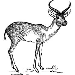 Dessin à colorier: Antilope (Animaux) #22648 - Coloriages à Imprimer Gratuits