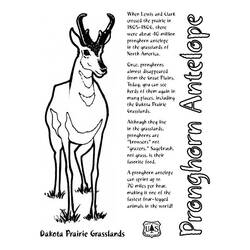 Dessin à colorier: Antilope (Animaux) #22669 - Coloriages à Imprimer Gratuits