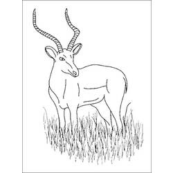 Dessin à colorier: Antilope (Animaux) #22672 - Coloriages à Imprimer Gratuits