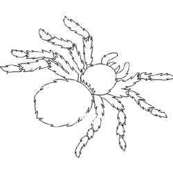 Dessin à colorier: Araignée (Animaux) #670 - Coloriages à Imprimer Gratuits