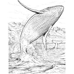Dessin à colorier: Baleine (Animaux) #876 - Coloriages à Imprimer Gratuits