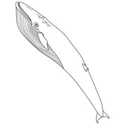 Dessin à colorier: Baleine (Animaux) #879 - Coloriages à Imprimer Gratuits