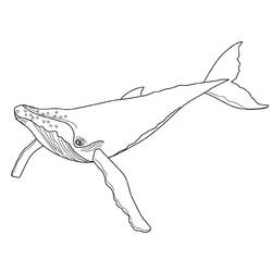 Dessin à colorier: Baleine (Animaux) #881 - Coloriages à Imprimer Gratuits