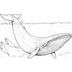 Dessin à colorier: Baleine (Animaux) #886 - Coloriages à Imprimer Gratuits