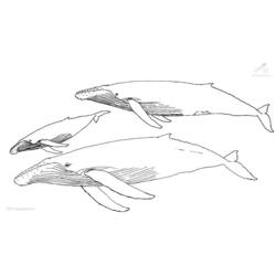 Dessin à colorier: Baleine (Animaux) #921 - Coloriages à Imprimer Gratuits