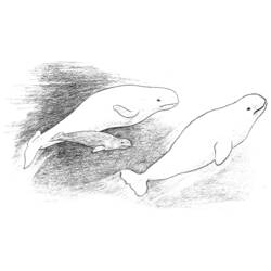 Dessin à colorier: Baleine (Animaux) #948 - Coloriages à Imprimer Gratuits