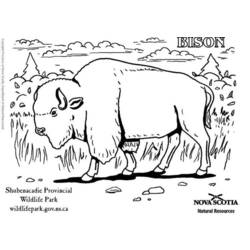 Dessin à colorier: Bison (Animaux) #1202 - Coloriages à Imprimer Gratuits