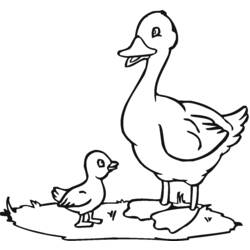 Dessin à colorier: Canard (Animaux) #1442 - Coloriages à Imprimer Gratuits