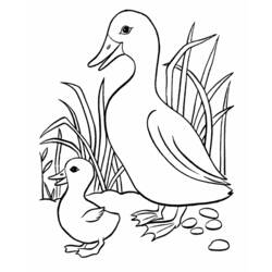 Dessin à colorier: Canard (Animaux) #1471 - Coloriages à Imprimer Gratuits