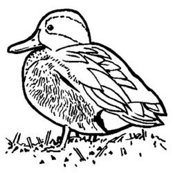 Dessin à colorier: Canard (Animaux) #1473 - Coloriages à Imprimer Gratuits