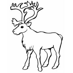 Dessin à colorier: Caribou (Animaux) #1540 - Coloriages à Imprimer Gratuits