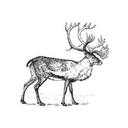 Dessin à colorier: Caribou (Animaux) #1544 - Coloriages à Imprimer Gratuits